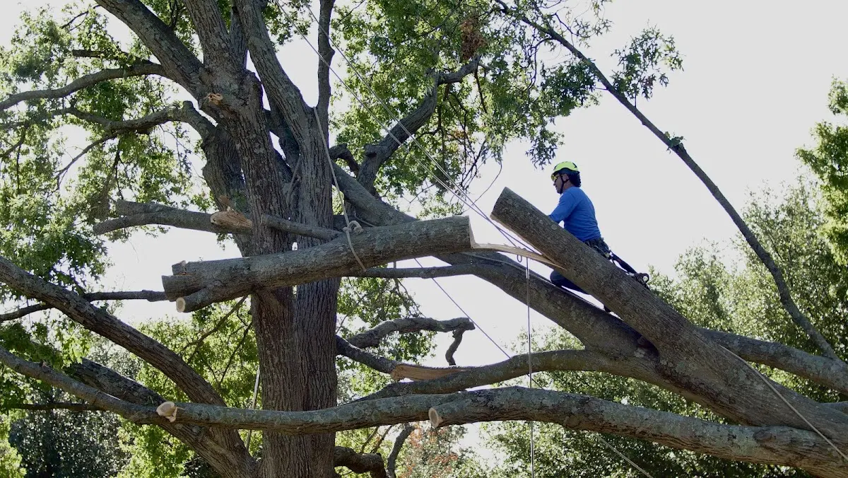 Professional Hazardous Tree Removal performed by certified arborists in Butlerville
