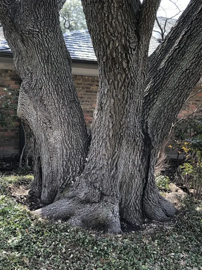 Mature heritage tree close to a Butlerville property cared for by certified arborists